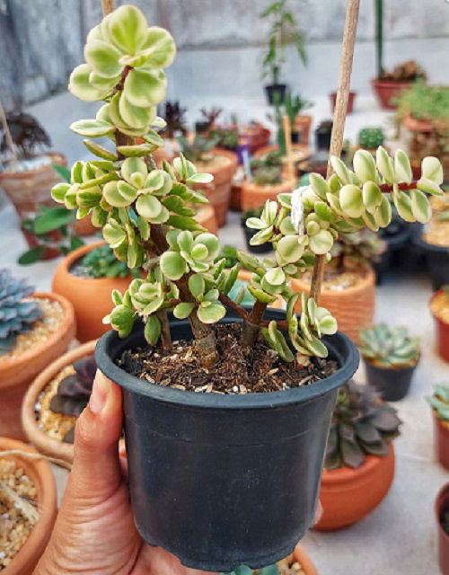Succulents that Attract Money 8