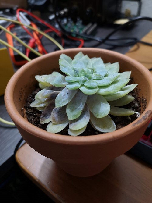 Succulent Problems and Solutions 13
