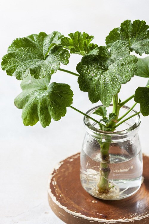 How to Propagate Geraniums 2