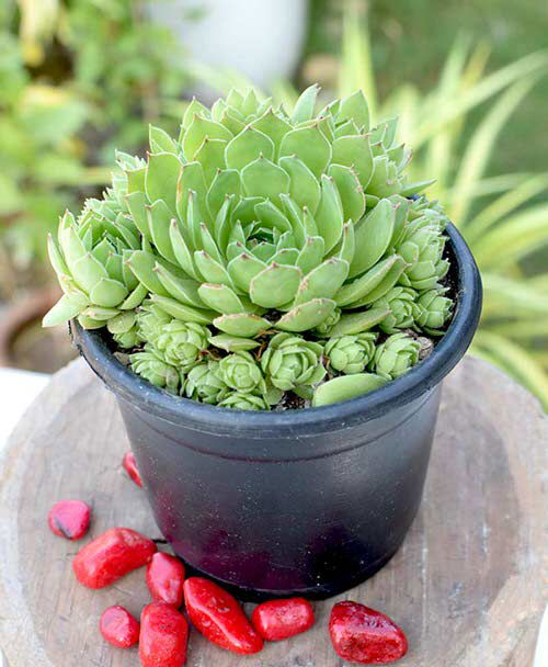 Succulents that Attract Money 6