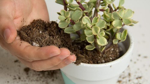 Tips for Never Ever Killing a Succulent 2