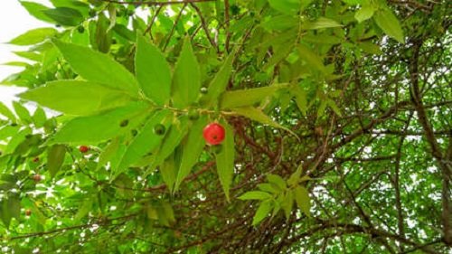 Jamaican Cherry Tree Care 