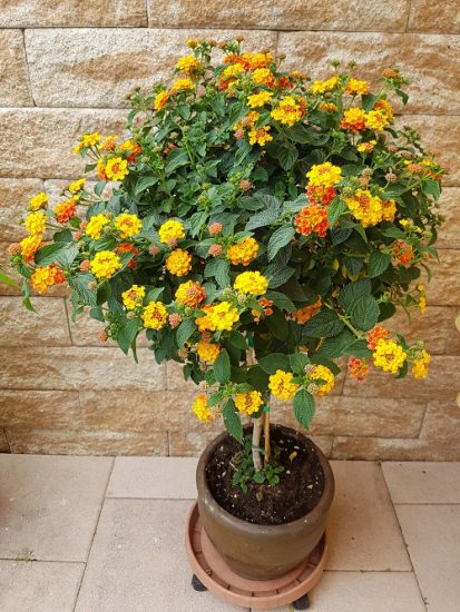 20 Best Types of Lantanas | Lantana Varieties You Must Grow