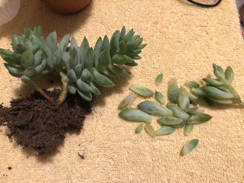 Succulent Problems and Solutions 05
