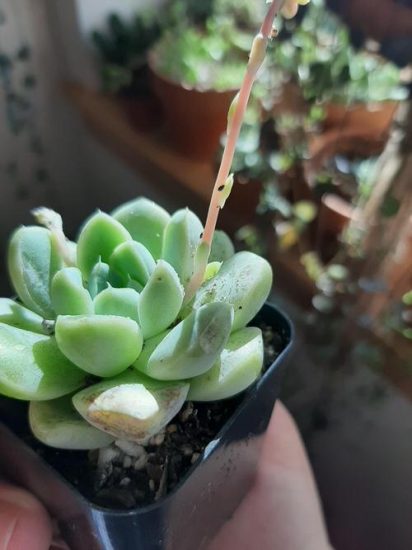 16 Common Succulent Problems and Solutions | Balcony Garden Web