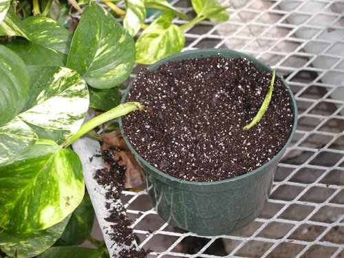 Growing Pothos in Soil Layering 