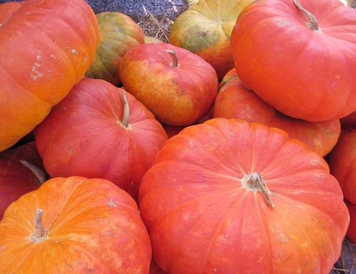 Different Types of Pumpkin Varieties 9