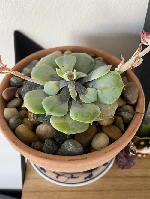 Common Succulent Problems and Solutions 5