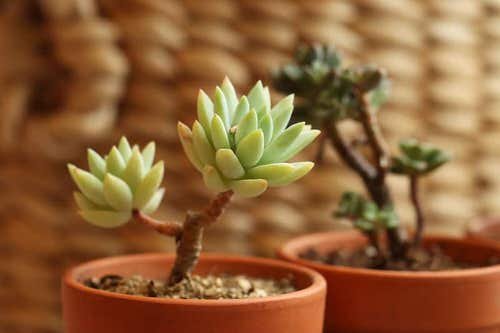 Succulent Problems and Solutions 07