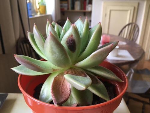 Common Succulent Problems and Solutions 7