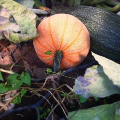 47 Different Types of Pumpkin Varieties | Balcony Garden Web