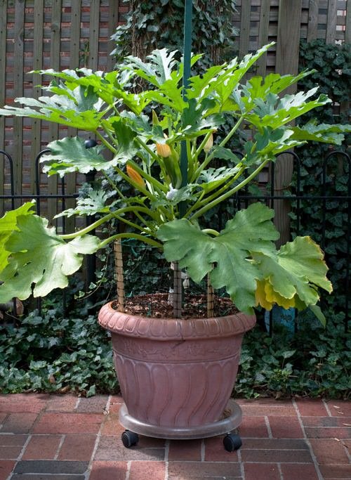 Best Vegetables You Can Grow Vertically | Vegetables to Grow in Vertical Planters 5