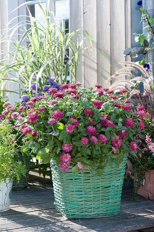 Purple Annual Flowers Bucket