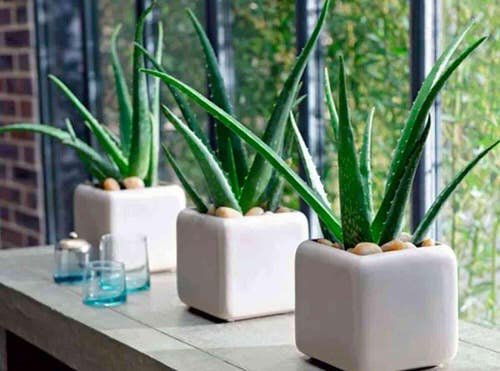 Best Air Purifying Succulents
