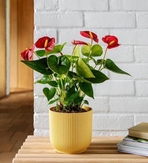 How to Force Anthuriums to Bloom Faster 3