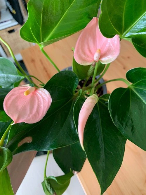 How to Force Anthuriums to Bloom Faster 2