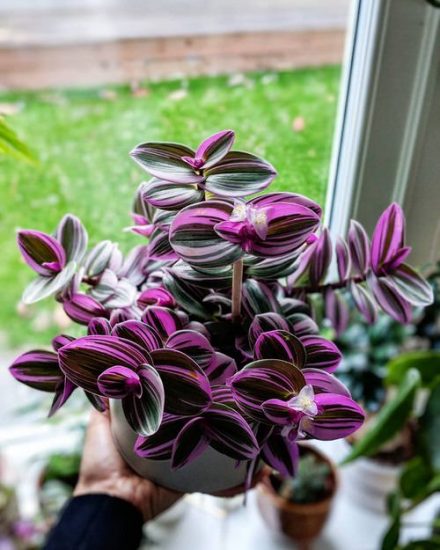 Tradescantia Nanouk Care | Growing Fantasy Venice