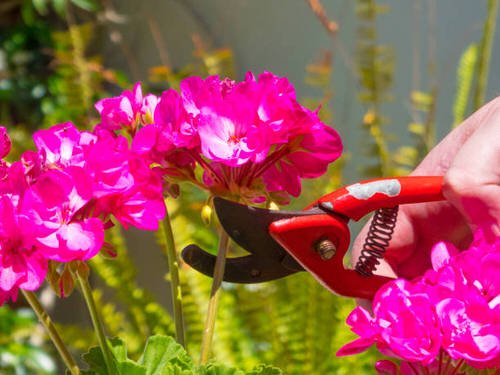 Quick Tips to Keep Geraniums Blooming 2