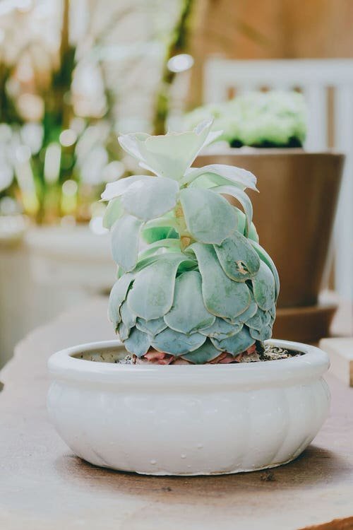 Tips to Fix Stretched Succulents