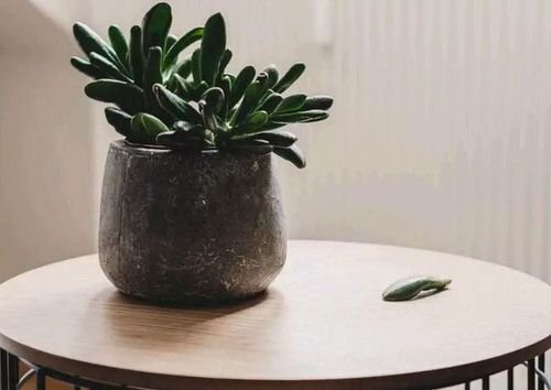 Tips for Never Ever Killing a Succulent 5