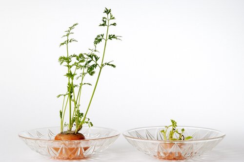Edibles You Can Grow in Water 8