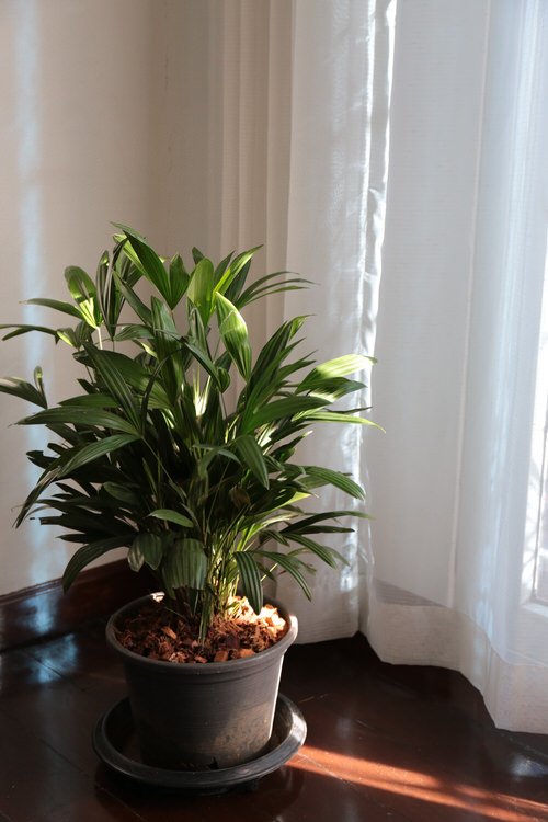 Chinese Indoor Plants 9