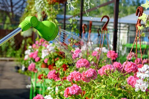 Quick Tips to Keep Geraniums Blooming 4