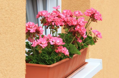 Quick Tips to Keep Geraniums Blooming