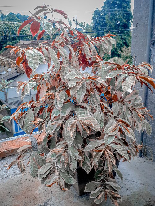 Chinese Croton Care Indoors