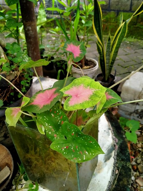 Growing Caladiums in Water