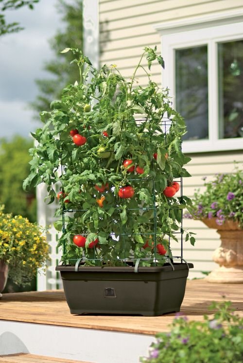 Best Vegetables You Can Grow Vertically