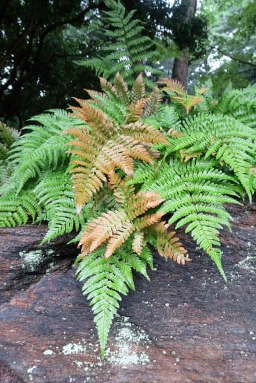 35 Beautiful Fall Foliage Plants | Balcony Garden Web