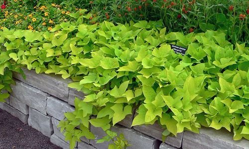 Best Edible Ground Cover Plants