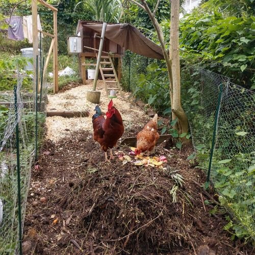 Uses of Chickens in the Garden