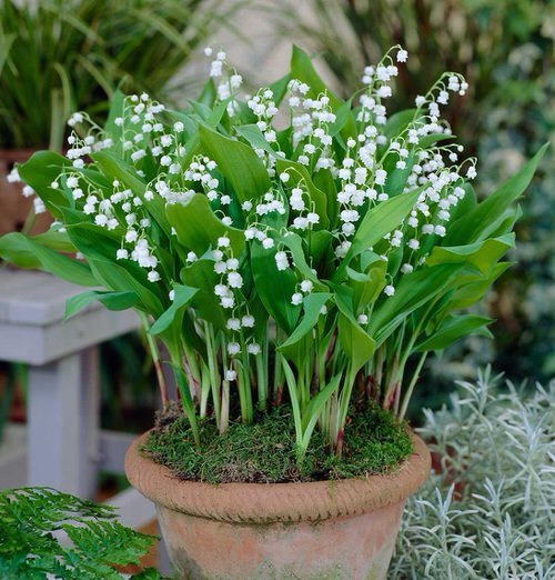Herbs with White Flowers 7