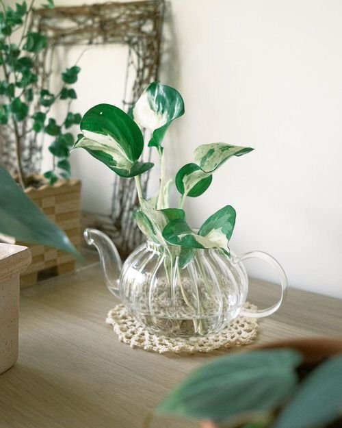 Types of Pothos You Can Grow in Water 6