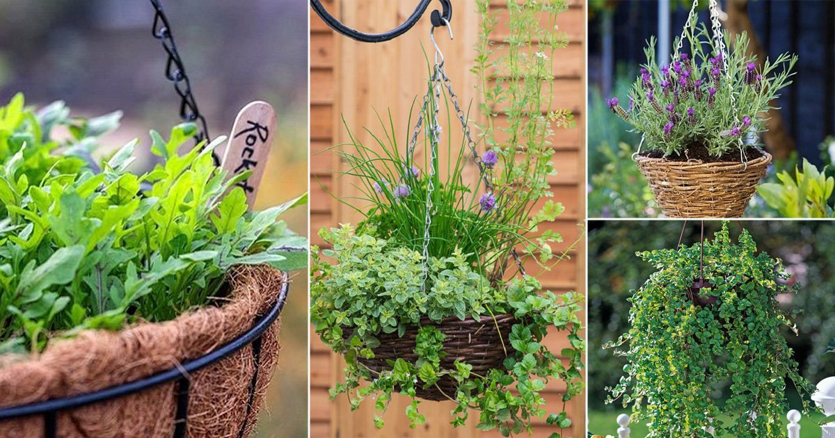 Image of Rosemary and lavender in a hanging basket