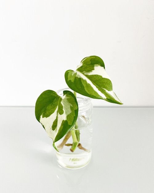 Types of Pothos You Can Grow in Water 7