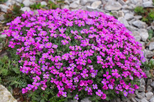 Flowers that Start with A-Aubrieta option