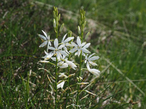 Flowers that Start with A-Anthericum