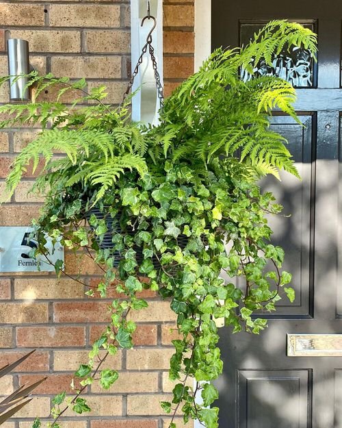 Best Trailing Perennials for Hanging Baskets and Plant Arrangements 16