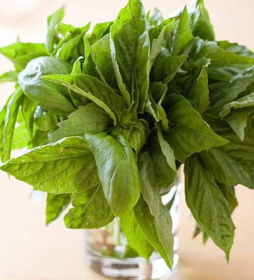 Herbs You Should Never Keep in Fridge and Why