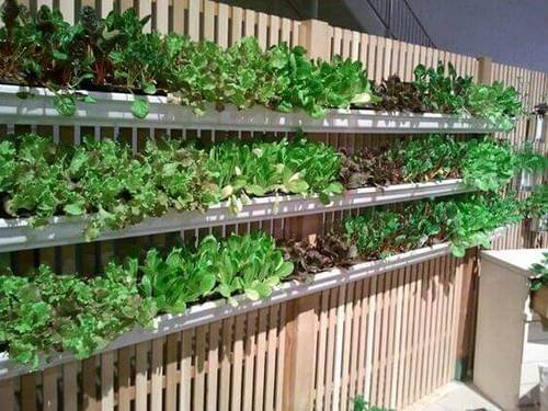 Best Green Vegetables to Grow in Vertical Garden