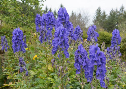 Flowers that Start with A-Aconite