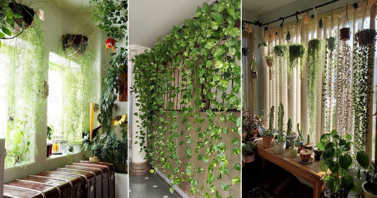 22 Green Plants As A Curtain Ideas | Living Plants As Curtains