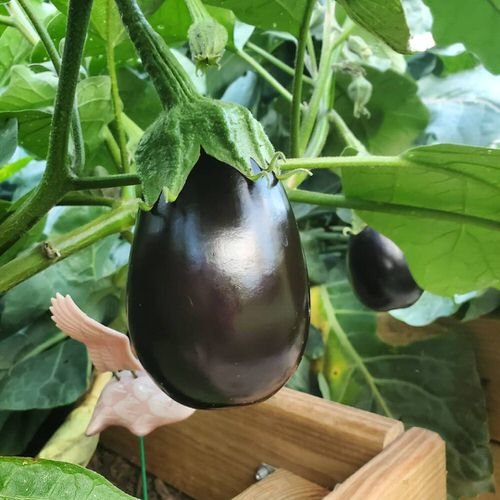Types of Eggplants 2