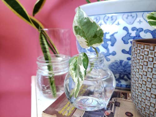Types of Pothos You Can Grow in Water 2