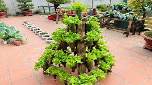 DIY Vertical Lettuce Garden Ideas 2