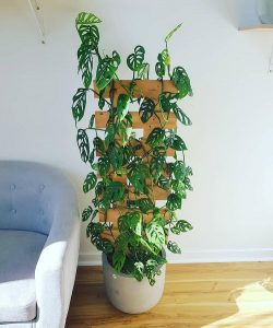 13 Spectacular Houseplants that Love to Climb | Balcony Garden Web