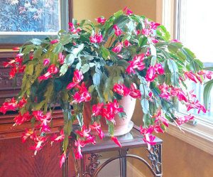 How to Make a Christmas Cactus Bloom at Christmas